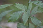 White avens